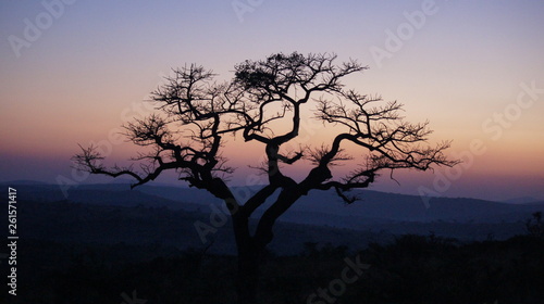Sonnenaufgang Baum © Philipp