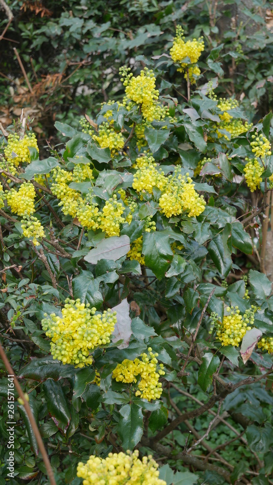 Blume Blume