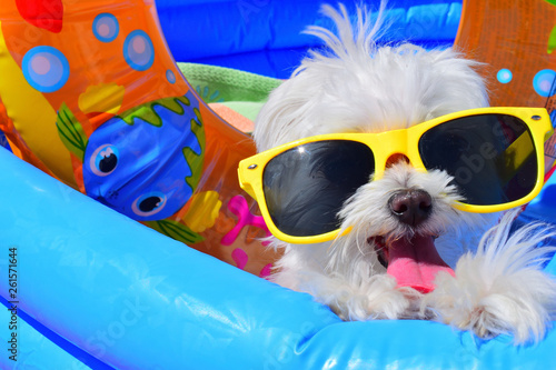 funny dog puppy with sunglasses in the pool © Natallia Vintsik