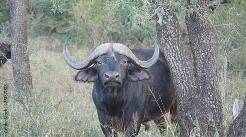 Afrika Buffalo © Philipp