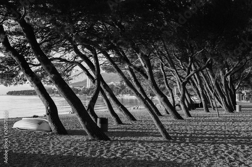 Fototapeta Naklejka Na Ścianę i Meble -  Trees on the beach