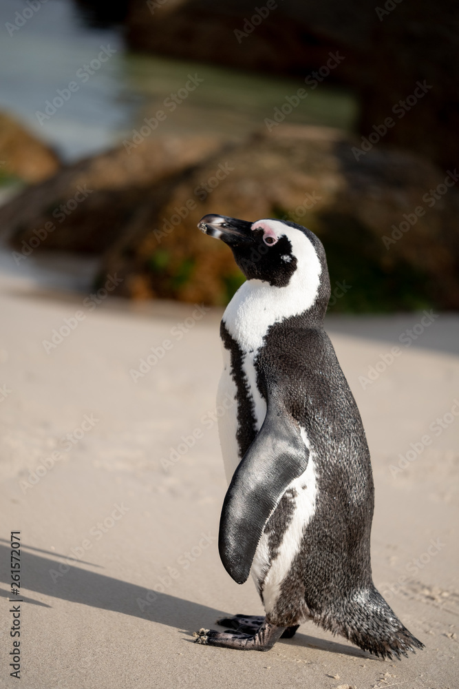 Obraz premium African penguin at Boulders Beach in Simonstown, Cape Town, South Africa.