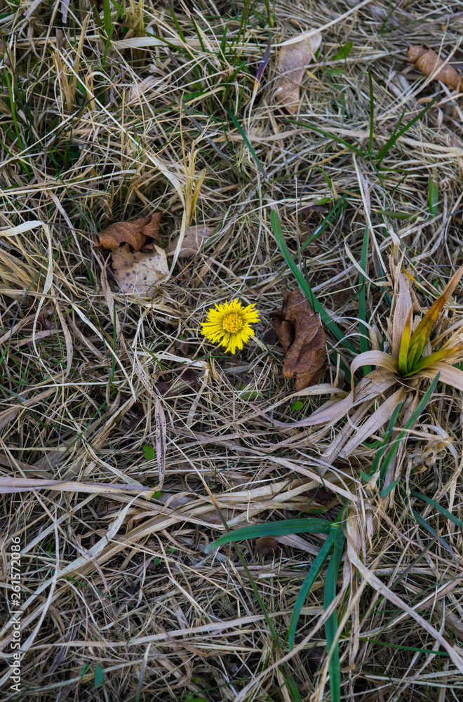 The first flower mother and stepmother in early spring. Yellow flower. The first flower mother and stepmother in early spring. Yellow flower.