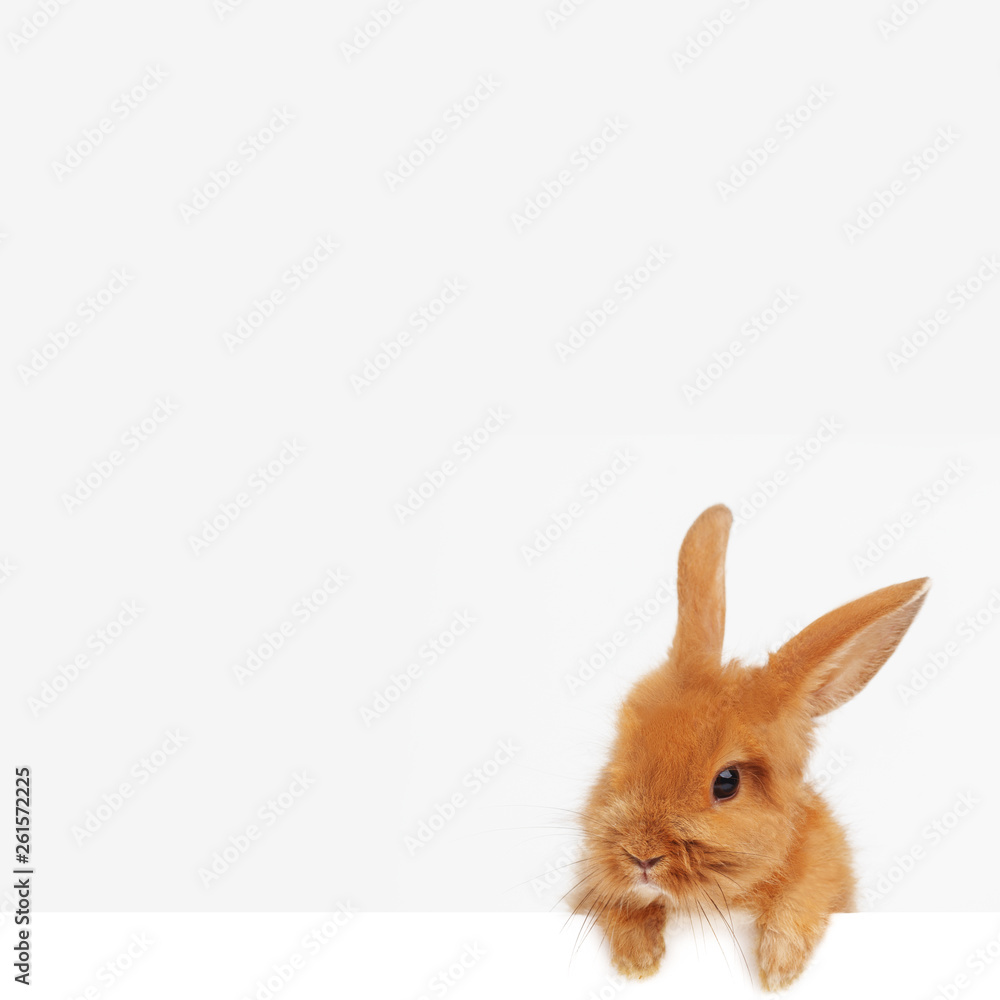 Obraz premium Easter bunny peeking out from the bottom edge of the postcard.