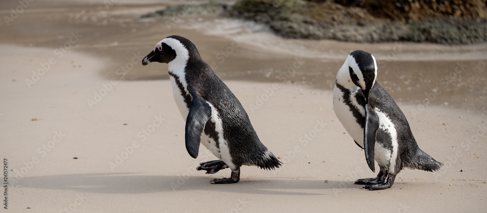 Fototapeta premium African penguins at Boulders Beach in Simonstown, Cape Town, South Africa.