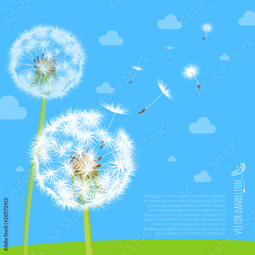 Dandelion seeds blowing away on the wind
