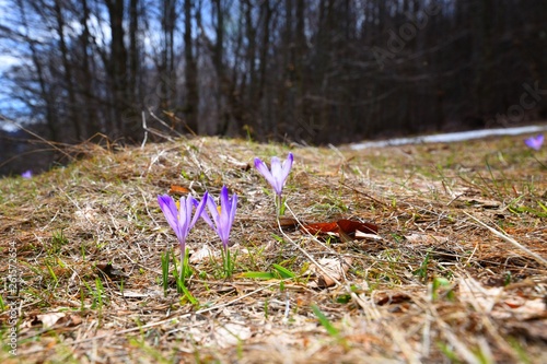 crocus messenger spring