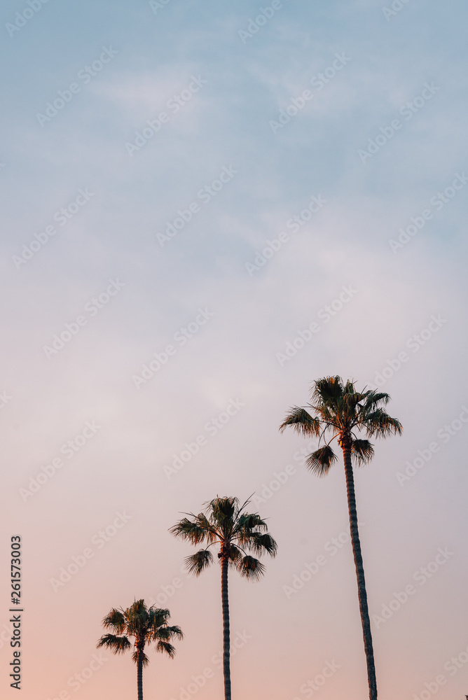 Palm trees at sunset, in Laguna Beach, Orange County, California