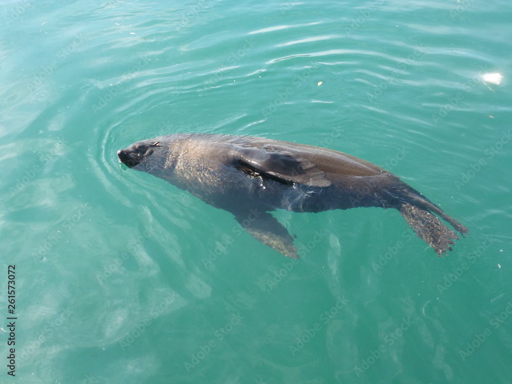 Fototapeta premium Seelöwe
