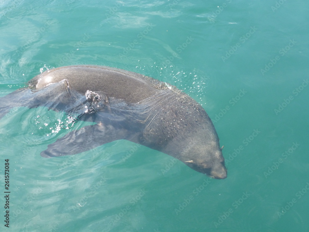 Obraz premium Seelöwe