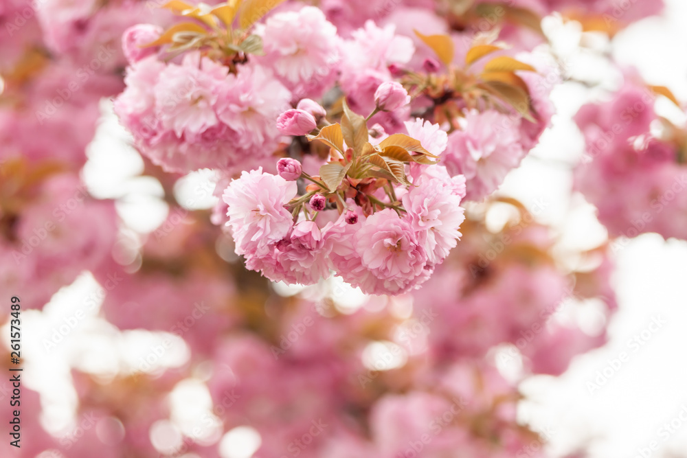 closeup fruit tree pink flowers spring blossom