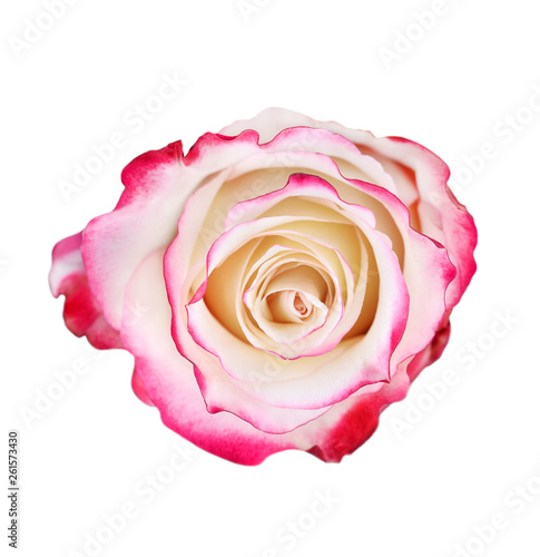 Beautiful pink and white rose close up.