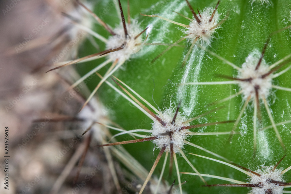 Close Up of Cactus Succulent Plant Macro Abstract Close Up of Cactus Succulent Plant Macro Abstract