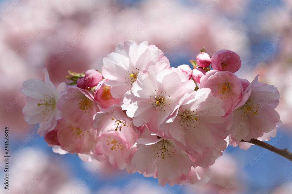 Wunderschöne Kirschblüten und Knospen zart rosa und weiß im Sonnenlicht Wunderschöne Kirschblüten und Knospen zart rosa und weiß im Sonnenlicht