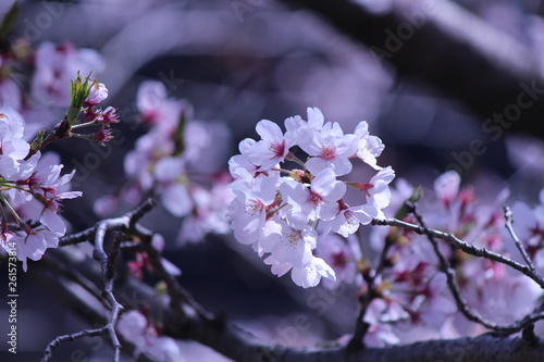 Japanese national flower cherry blossom