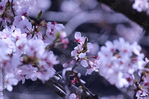 Japanese national flower cherry blossom