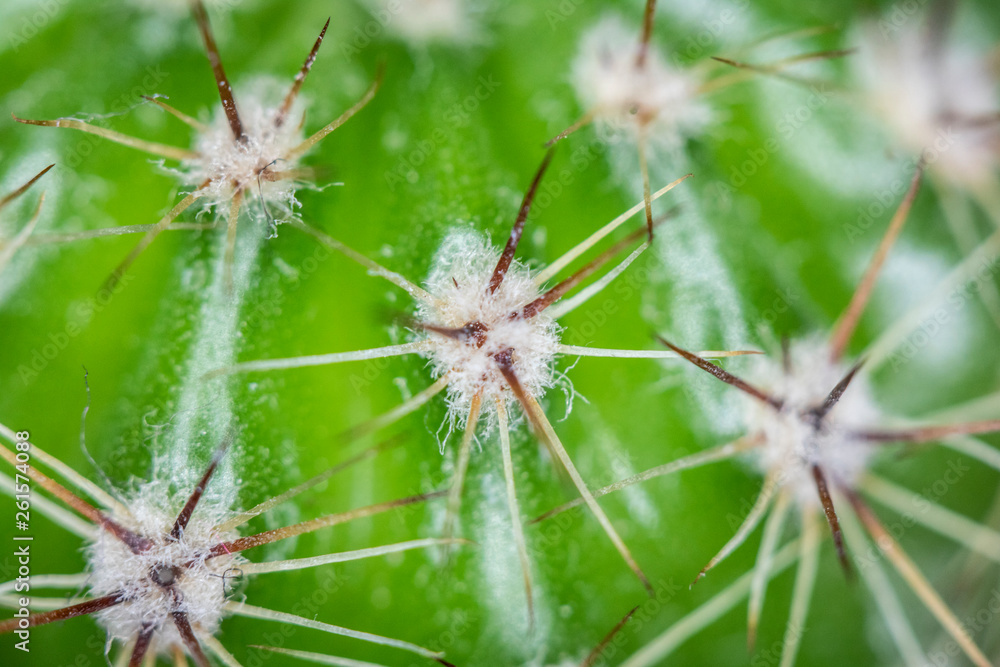 Close Up of Cactus Succulent Plant Macro Abstract Close Up of Cactus Succulent Plant Macro Abstract