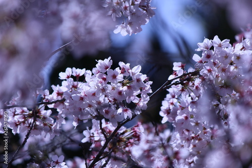 Japanese national flower cherry blossom