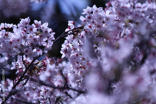 Japanese national flower cherry blossom