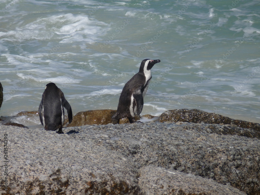 Fototapeta premium Pinguine am Meer