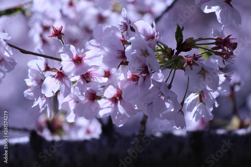 Japanese national flower cherry blossom