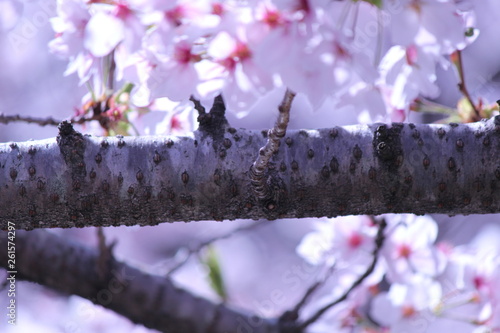Japanese national flower cherry blossom