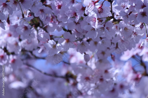 Japanese national flower cherry blossom