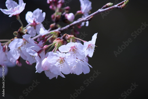 Japanese national flower cherry blossom