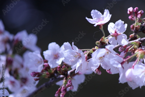 Japanese national flower cherry blossom