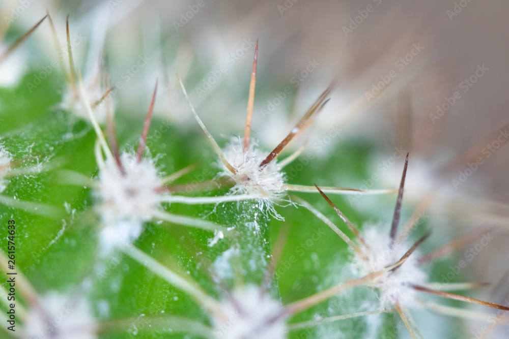 Close Up of Cactus Succulent Plant Macro Abstract Close Up of Cactus Succulent Plant Macro Abstract