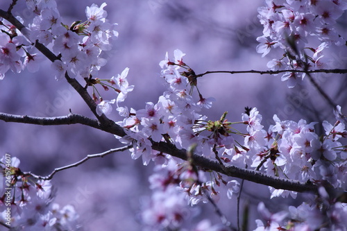 Japanese national flower cherry blossom