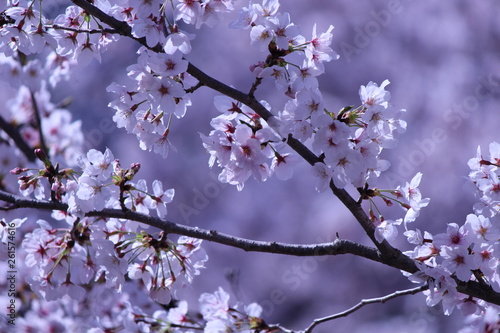 Japanese national flower cherry blossom