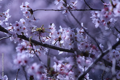 Japanese national flower cherry blossom