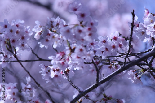 Japanese national flower cherry blossom