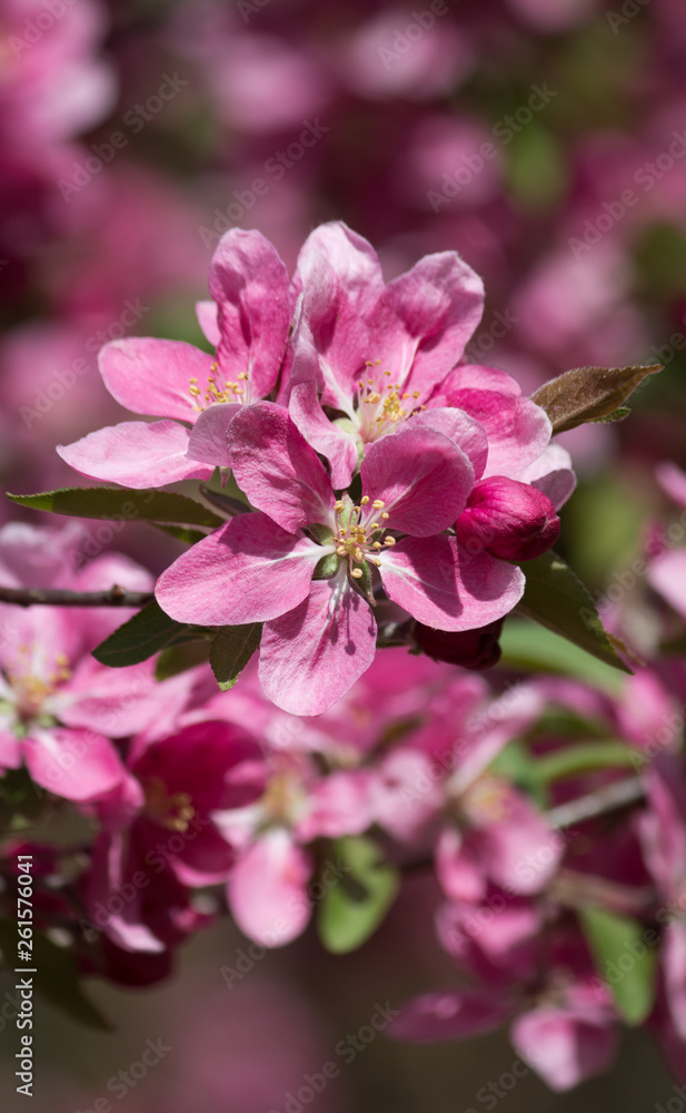Obraz premium Wunderschöne Frühlingsblüten rosa rosé pink im close up