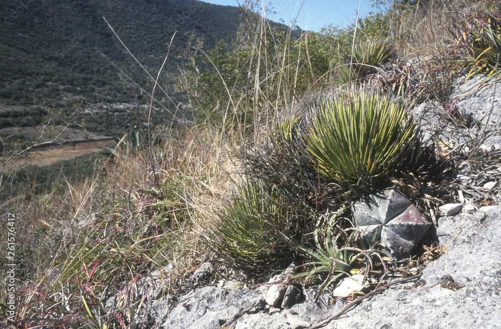 Fototapeta premium Landschaft in Mexico