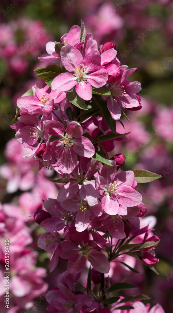 Obraz premium Wunderschöne Frühlingsblüten rosa rosé pink im close up
