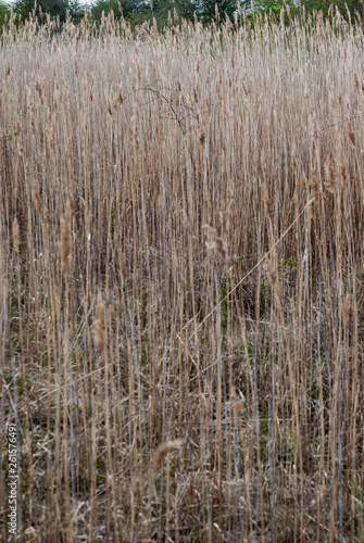 Long reeds by a river on a sunny day