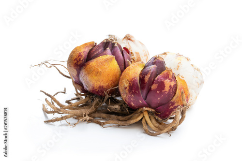 Lily bulbs isolated on white. Ready to plant.