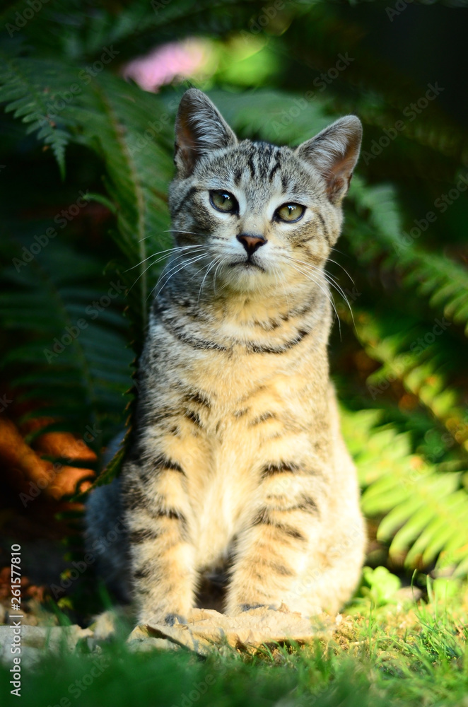 tabby cat infront of a fern