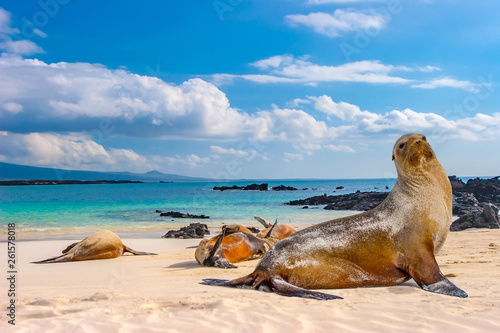 Ecuador. The Galapagos Islands. Seals are sleeping on the beach. Beaches of the Galapagos Islands. Pacific Ocean. Seals in Ecuador. Animals of the Galapagos Islands. photo