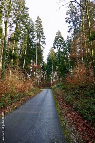 Einsame Strasse durch einen Wald