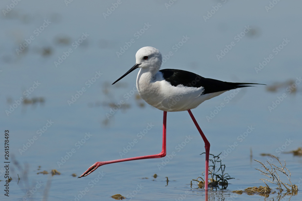 bird on the beach bird on the beach
