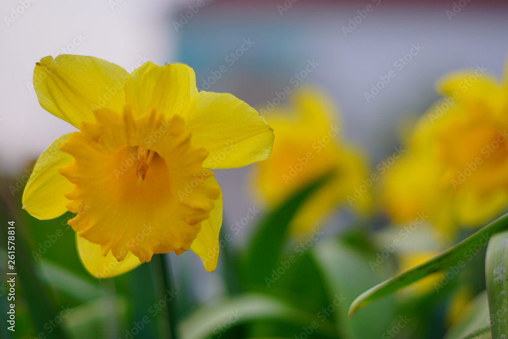 Narzisse Blume Narzisse Blume