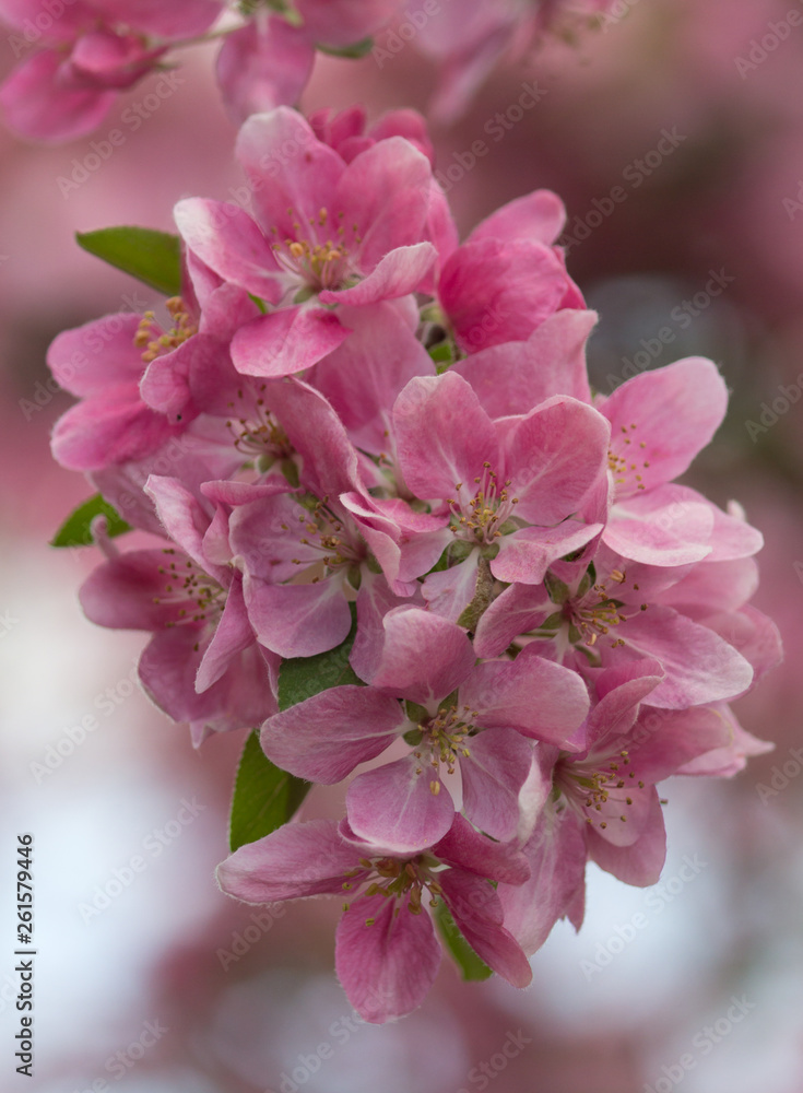 Obraz premium Wunderschöne Frühlingsblüten rosa rosé pink im close up
