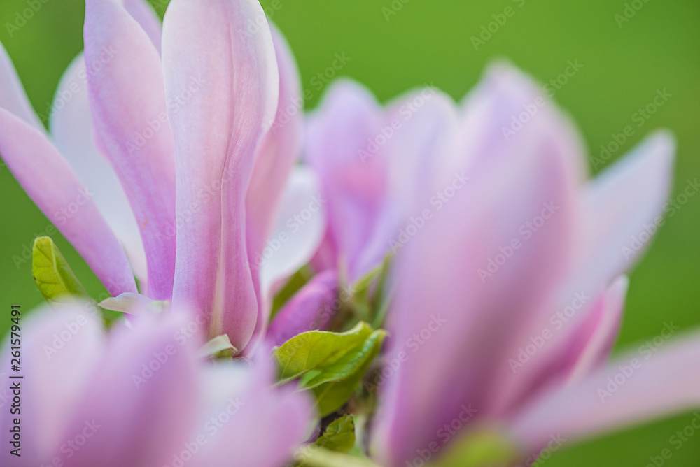 Fototapeta premium Pink magnolia flowers close up