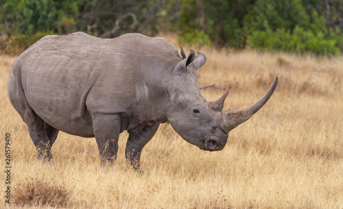 White square-lipped rhinoceros  side profile showing horns  Ol Pejeta Conservancy  Kenya  Africa. Ceratotherium simum wildlife on African safari vacation