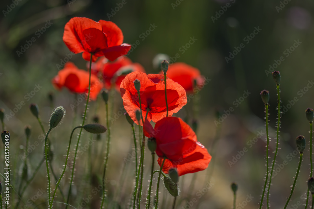 Obraz premium red poppies in a field