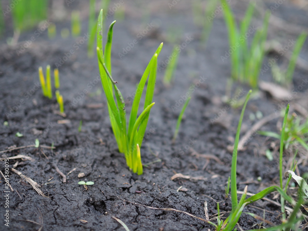 first bright green shoots appear in the spring first bright green shoots appear in the spring