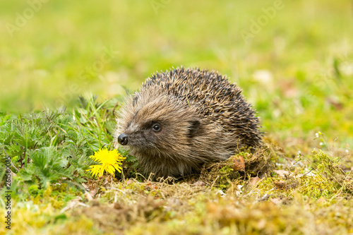 Hedgehog, wild, native, European hedgehog in natural woodland habitat with yellow dandelion.